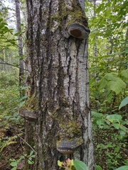 Phellinus tremulae