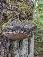 Phellinus tremulae