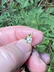 Lespedeza cuneata