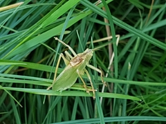 Tettigonia cantans