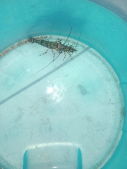 Rhynchocinetes typus