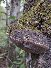 Phellinus tremulae