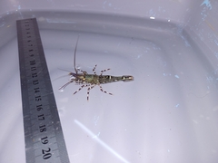 Rhynchocinetes typus