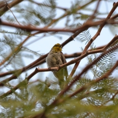 Auriparus flaviceps