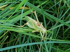 Tettigonia cantans