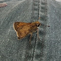 Atalopedes campestris