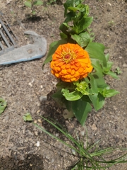Zinnia elegans