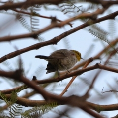 Auriparus flaviceps