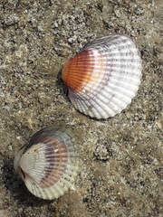 Cerastoderma glaucum