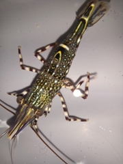 Rhynchocinetes typus