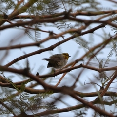 Auriparus flaviceps