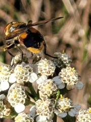 Phasia aurigera