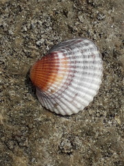 Cerastoderma glaucum