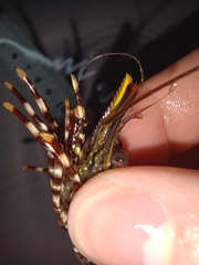 Rhynchocinetes typus