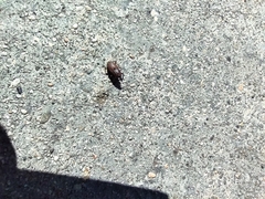 Sphenophorus venatus