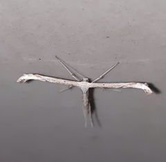 Emmelina monodactyla