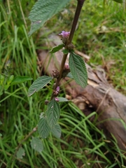 Lippia alba