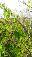 Cissampelos pareira