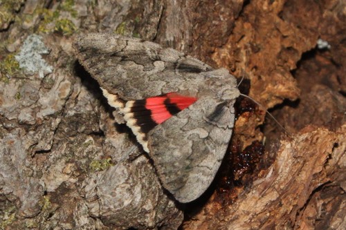 Sweetheart Underwing