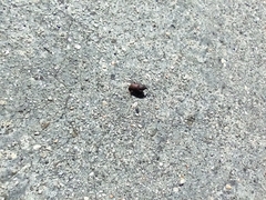 Sphenophorus venatus