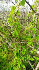 Cissampelos pareira