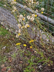 Hieracium sabaudum