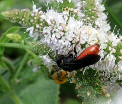 Sphecodes albilabris