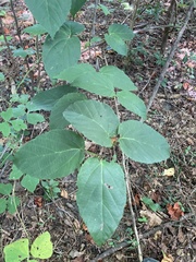 Hamamelis virginiana