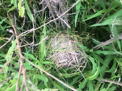 Cistothorus stellaris