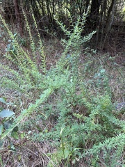Lespedeza cuneata