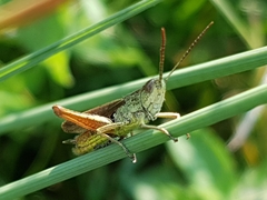 Chorthippus dorsatus