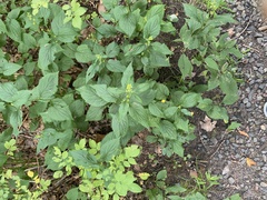 Solidago flexicaulis
