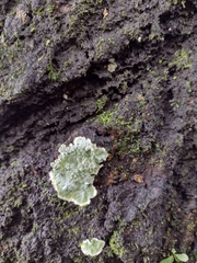 Kretzschmaria deusta