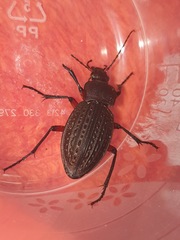 Carabus cancellatus