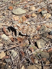 Phrynosoma hernandesi