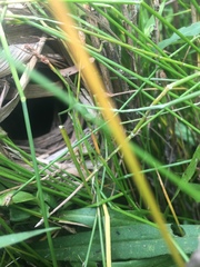 Cistothorus stellaris