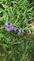 Lobelia puberula