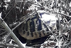 Testudo hermanni