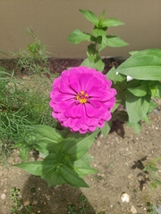 Zinnia elegans