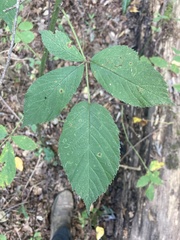 Rubus allegheniensis