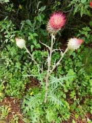 Cirsium ehrenbergii
