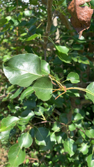 Pyrus calleryana