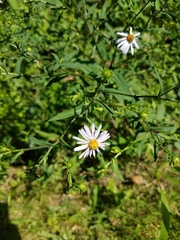 Symphyotrichum prenanthoides