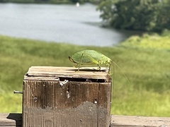Pterophylla camellifolia