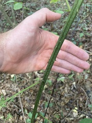 Rubus allegheniensis