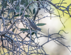 Curruca melanocephala
