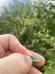 Desmodium