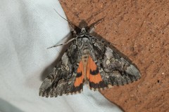 Catocala verrilliana