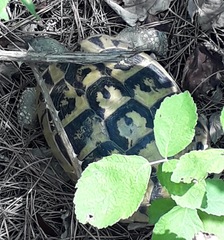 Testudo hermanni