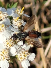 Eriothrix rufomaculata